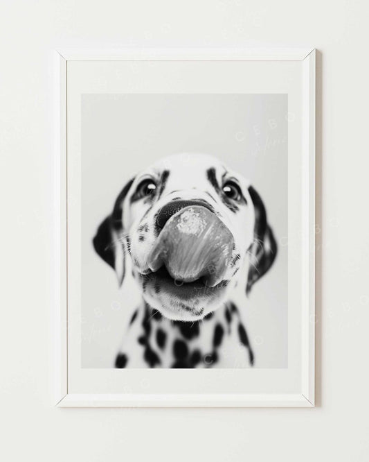 Dalmatian Kiss Poster